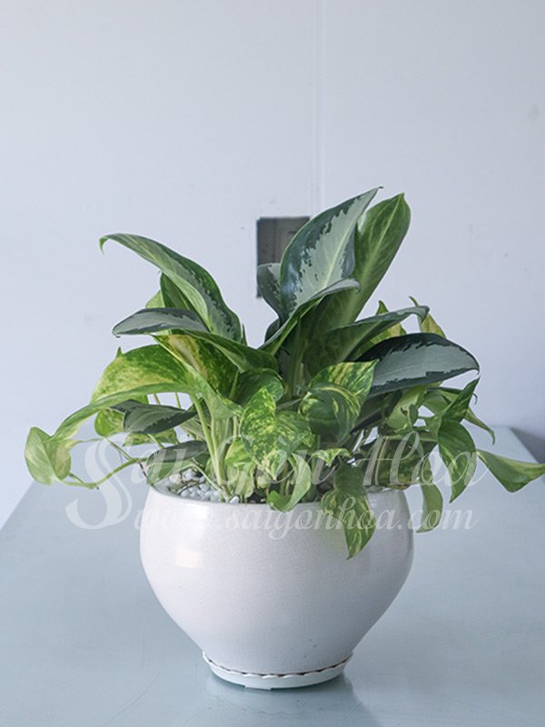 Cây Bạch Kim Để Bàn