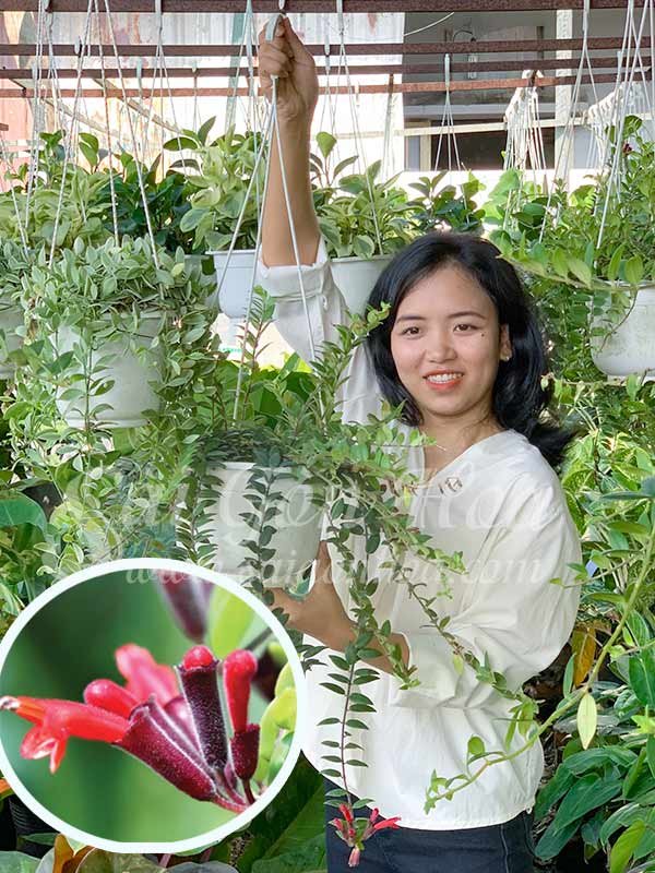 Cây Lan Son Môi Đà Lạt