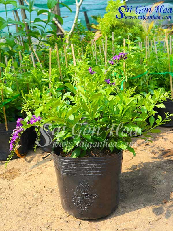 Cây Chuỗi Ngọc Hoa Tím