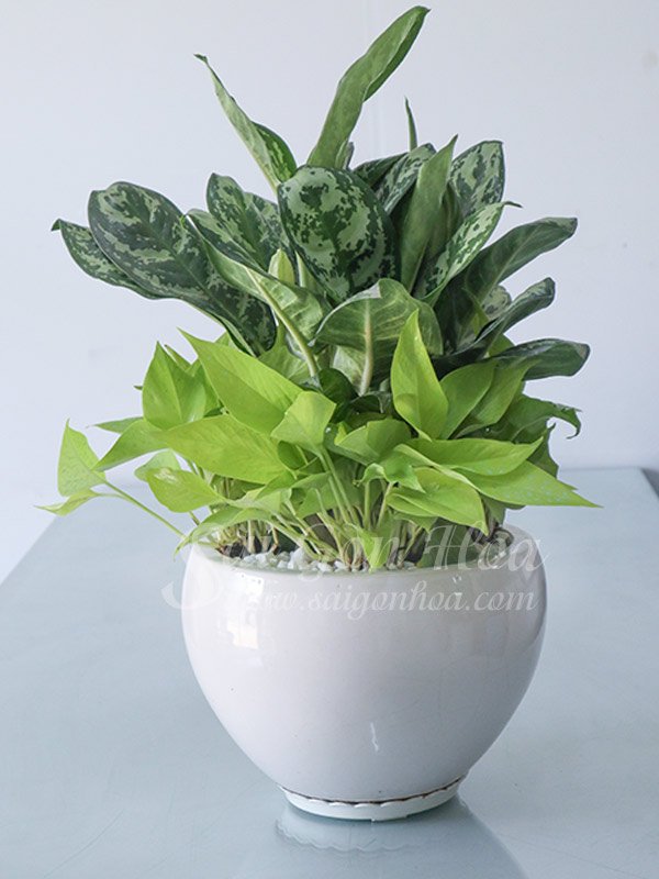 Cây Thanh Hậu Để Bàn