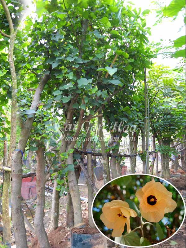 Cây Bụp Tra