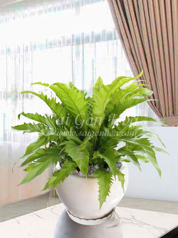 Chậu Cây Ráng Tổ Yến Để Bàn