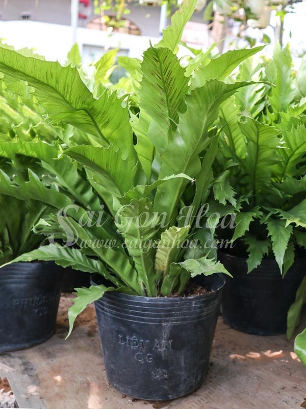 Cây Ráng Tổ Yến