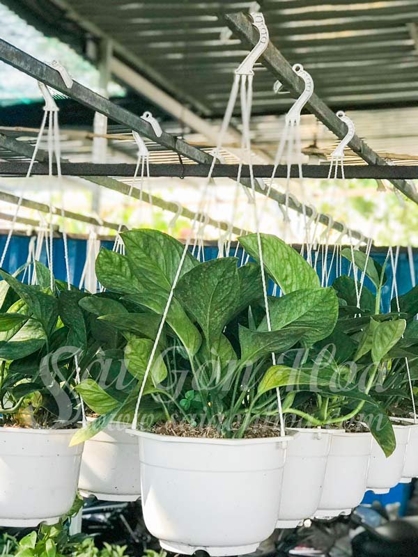 Cây Trầu Bà Hạnh Phúc Chậu Treo