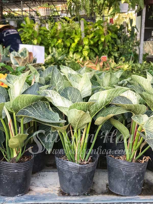 Cây Trầu Bà Đế Vương Kim Cương