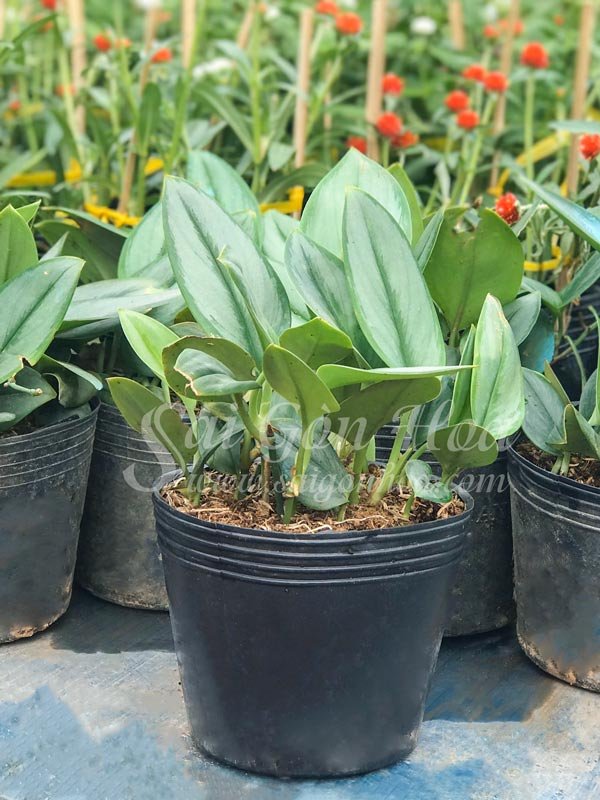 Cây Trầu Bà Hoàng Gia
