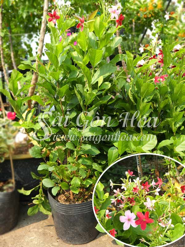 Cây Hoa Sử Quân Tử Cánh Đơn