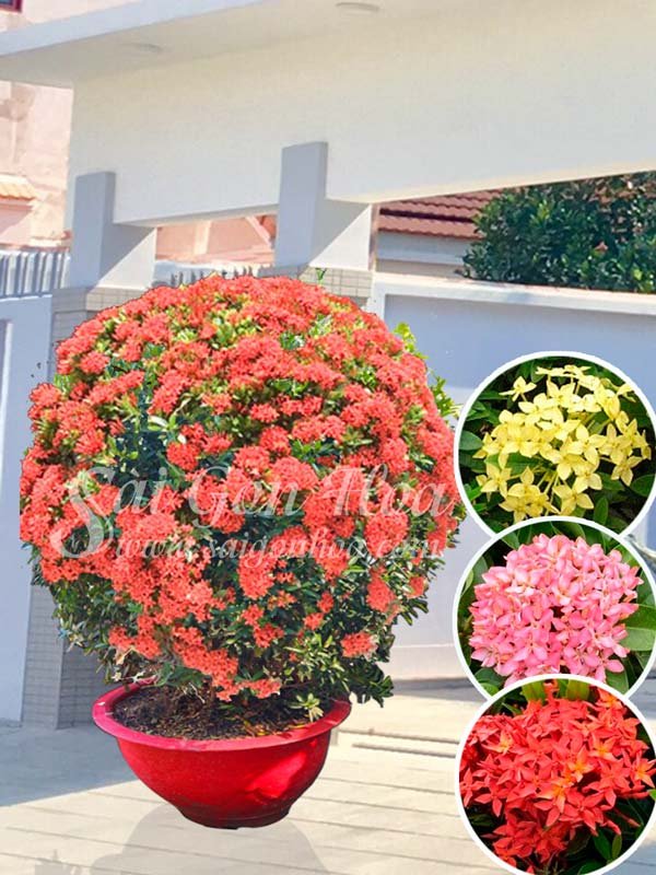 Chậu Bông Trang Hình Cầu