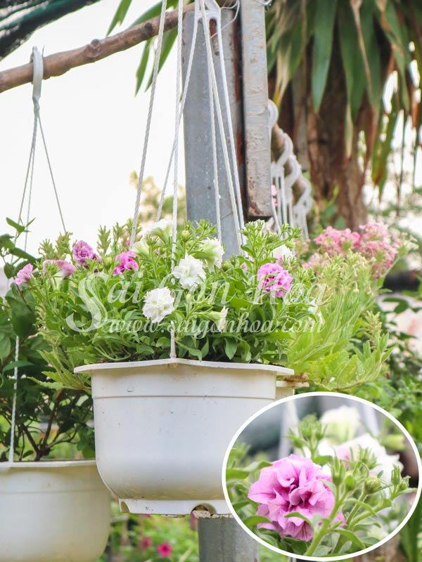 Hoa Dã Yến Thảo Kép Chậu Treo