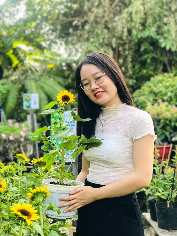 Cây Hoa Hướng Dương Lùn