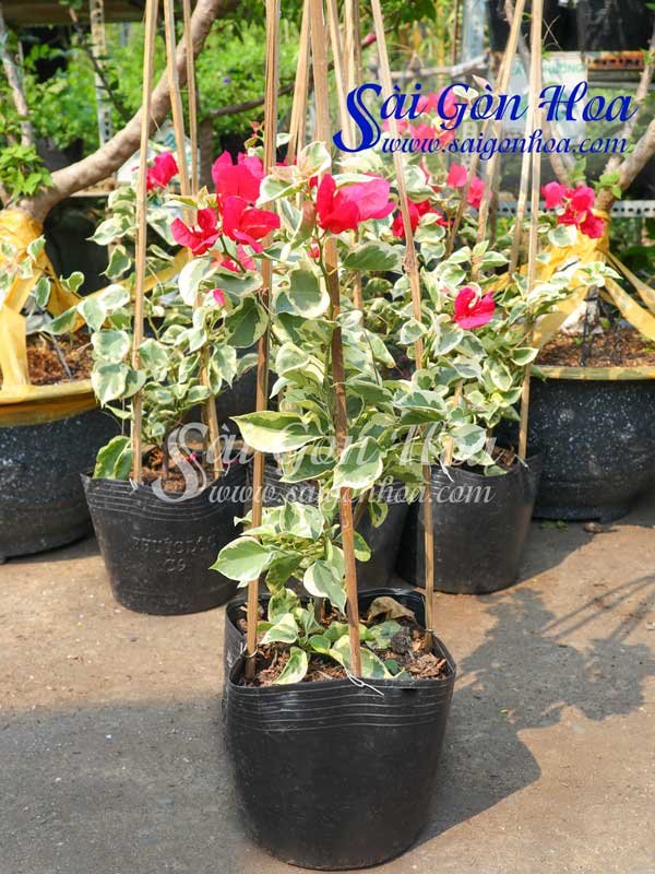 Cây Bông Giấy Cẩm Thạch