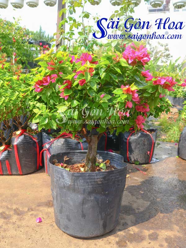 Cây Bông Giấy Mỹ