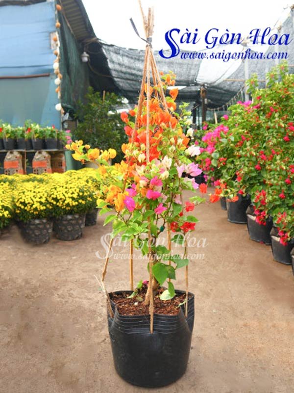 Cây Hoa Giấy Nhiều Màu