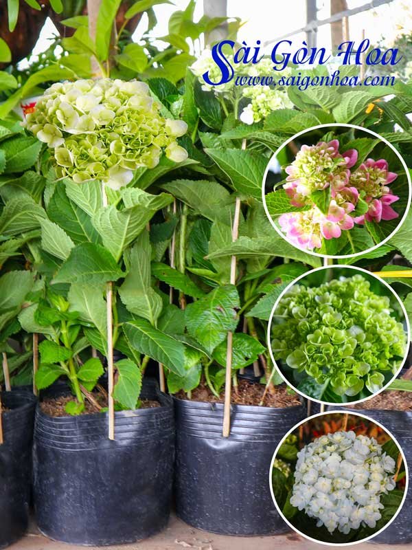 Cây Cẩm Tú Cầu Sân Vườn
