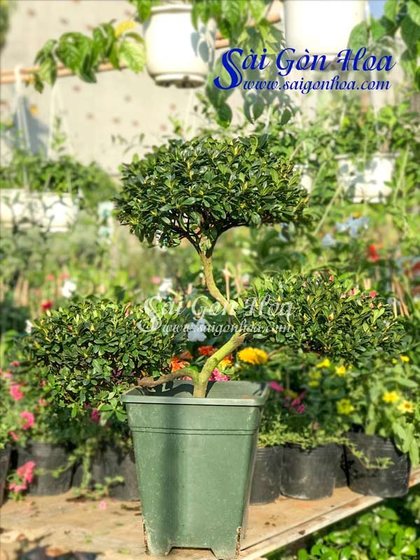 Cây Đỗ Quyên Bonsai Tam Tài