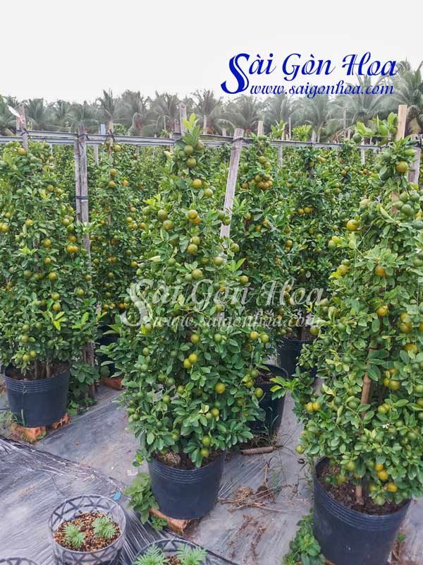 Cây Quất – Cây Tắc