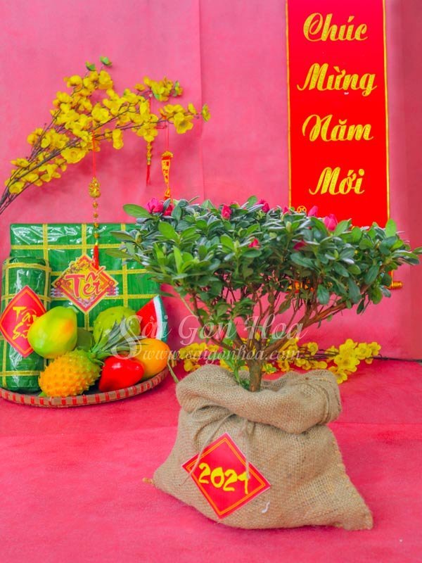 Hoa Đỗ Quyên Quà Tặng