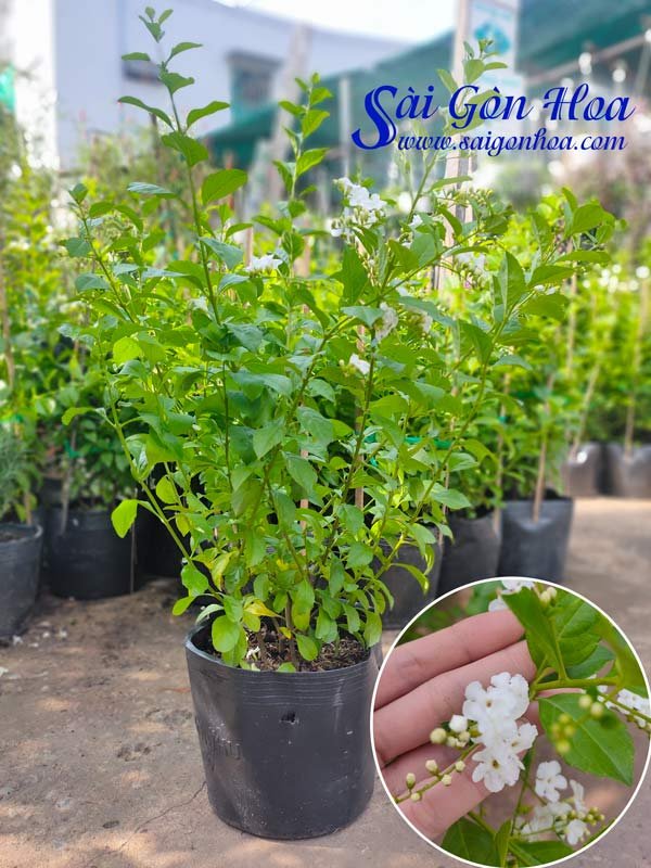 Cây Chuỗi Ngọc Hoa Trắng