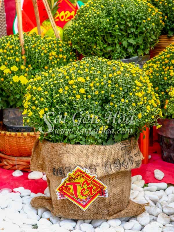 Cúc Mâm Xôi Vải Bố Trang Trí Tết
