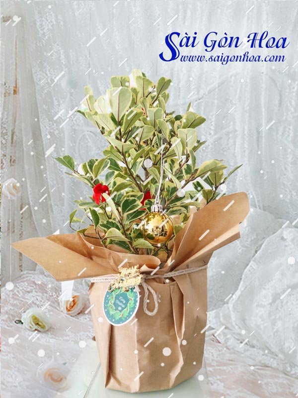 Cây Đa Tam Phúc Noel
