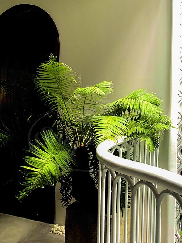Cây Dương Xỉ Thân Gỗ