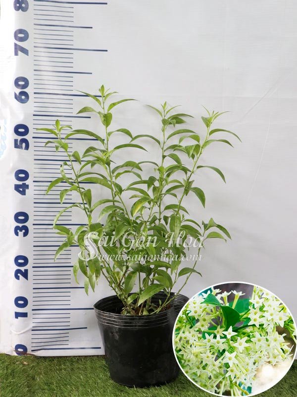 Cây Dạ Lý Hương