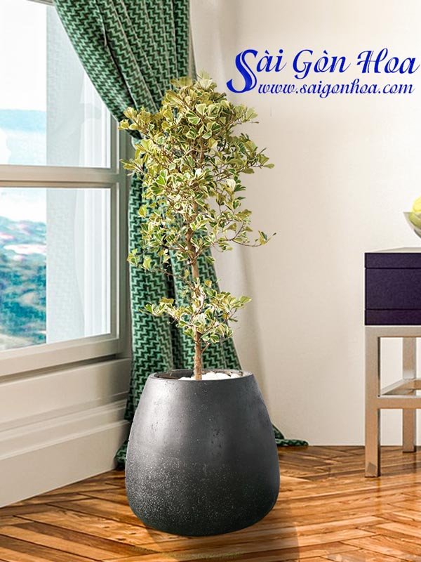 Cây Đa Tam Phúc Chậu Đứng