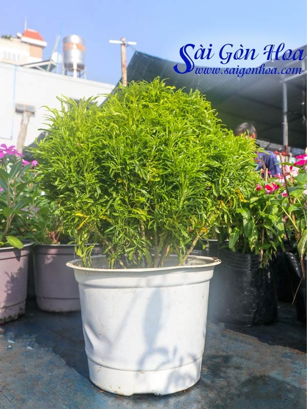 Cây Đinh Lăng Vàng Lớn
