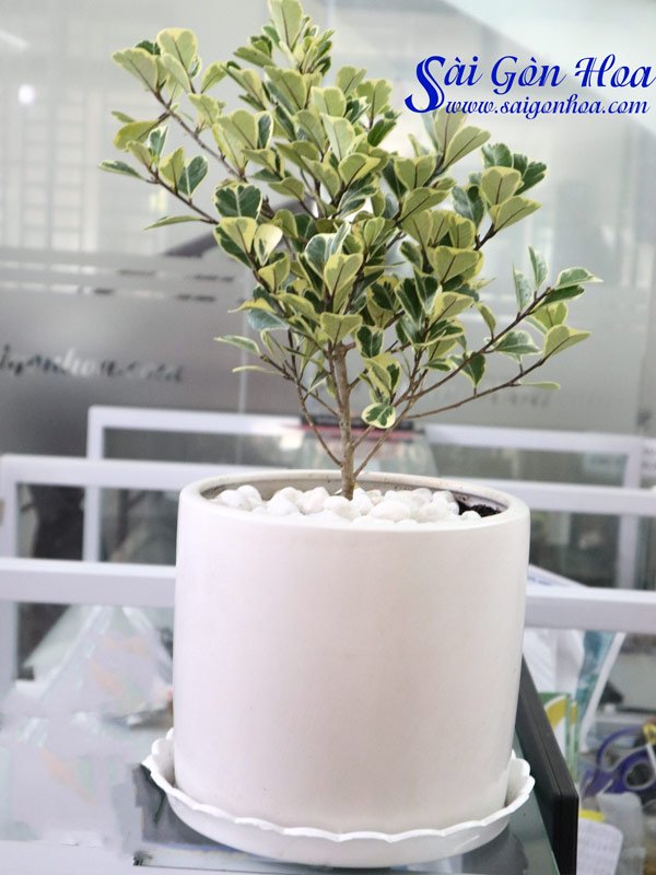 Cây Đa Tam Phúc Để Bàn