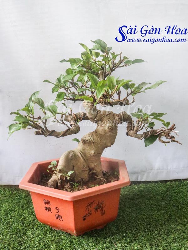 Chậu Cây Sung Bonsai