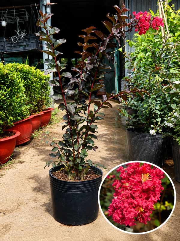 Cây Tường Vi Đỏ Huyết Long