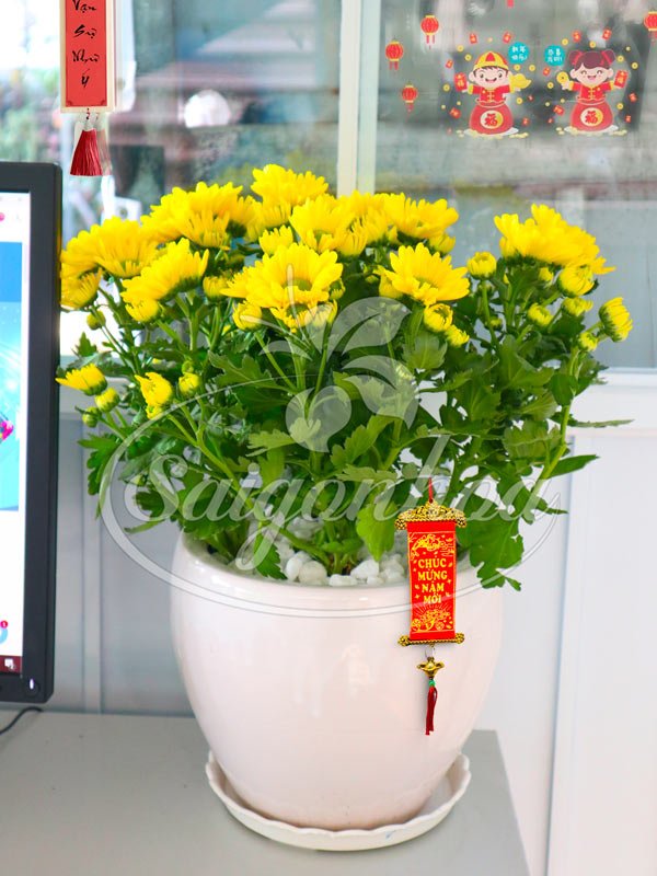 Chậu Sứ Cúc Đà Lạt