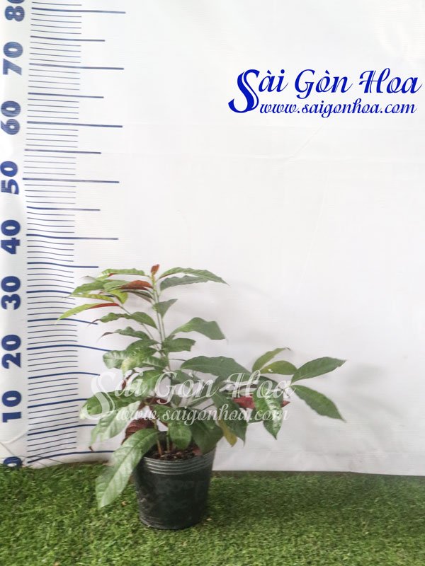 Cây Liễu Hai Da
