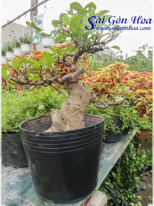 Gốc Sung Bonsai