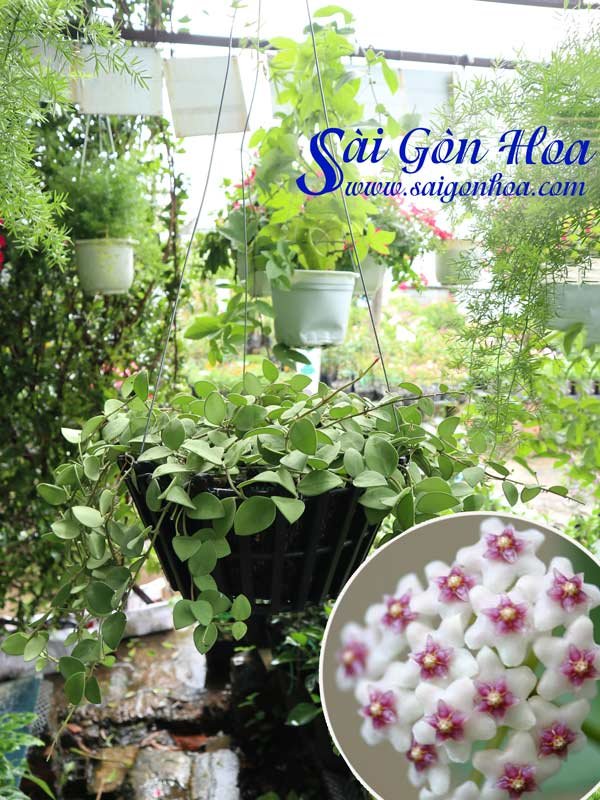 Cây Lan Cẩm Cù Thơm