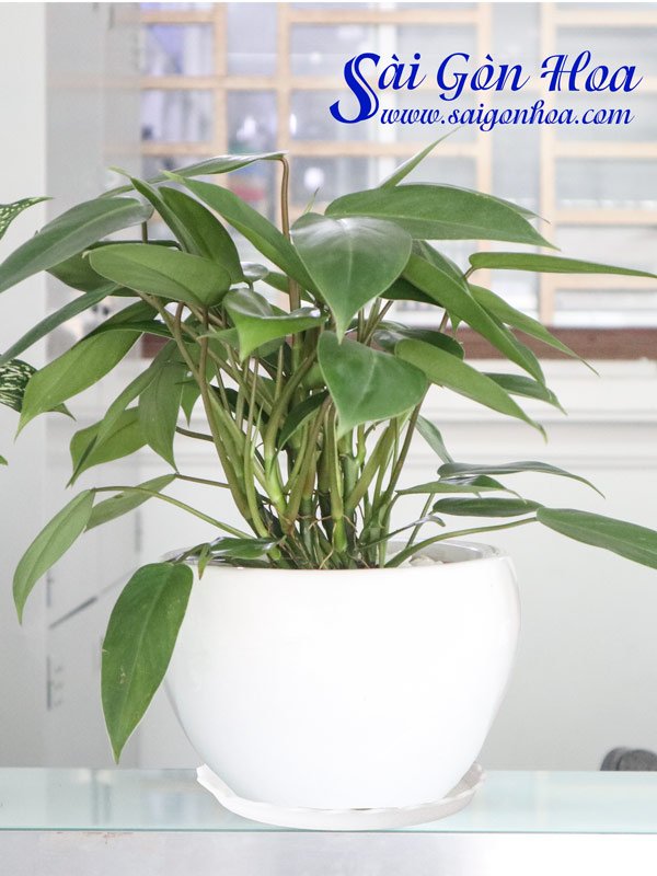 Cây Trầu Bà Tỷ Phú Để Bàn