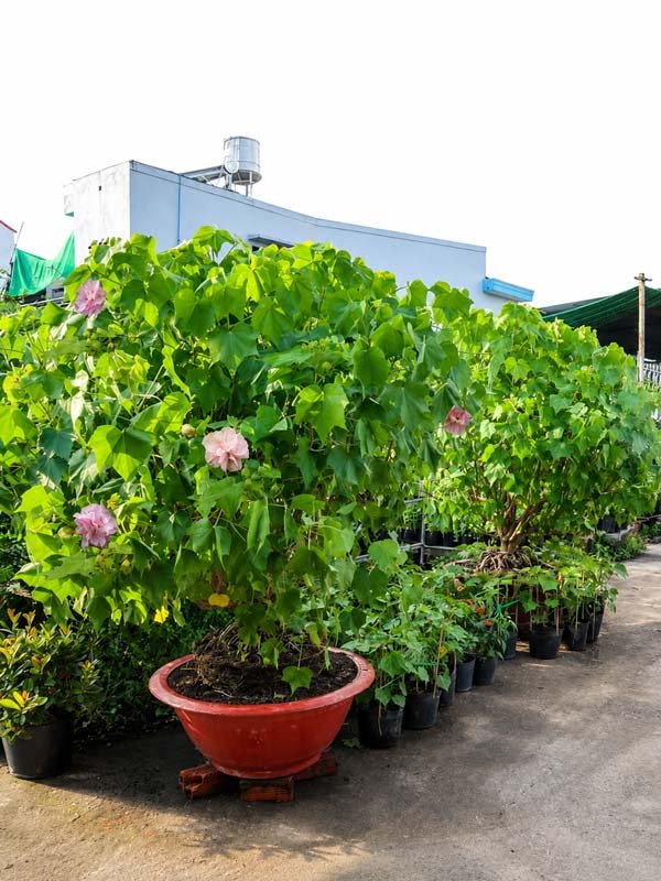 Cặp Chậu Cây Hoa Phù Dung