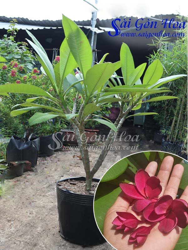 Cây Sứ Đại Hoa Đỏ