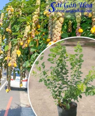 Cây Huyền Trân Công Chúa