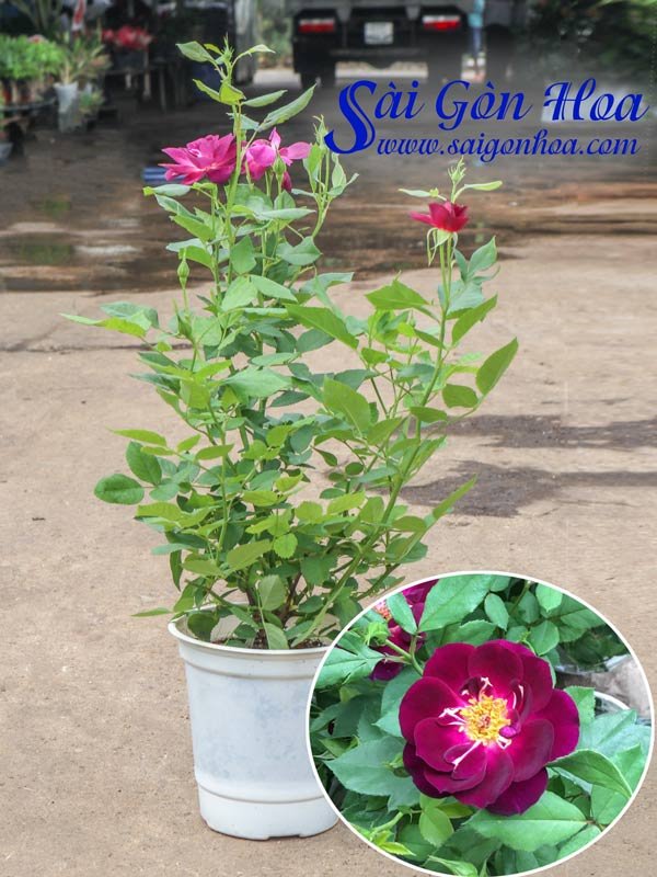 Hoa Hồng Quế Tím – Hồng Mỹ Tím Cánh Đơn