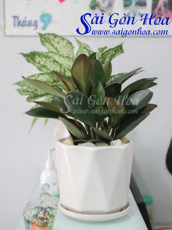 Cây Trường Sinh Tím Để Bàn