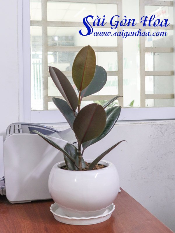 Cây Đa Nâu Để Bàn