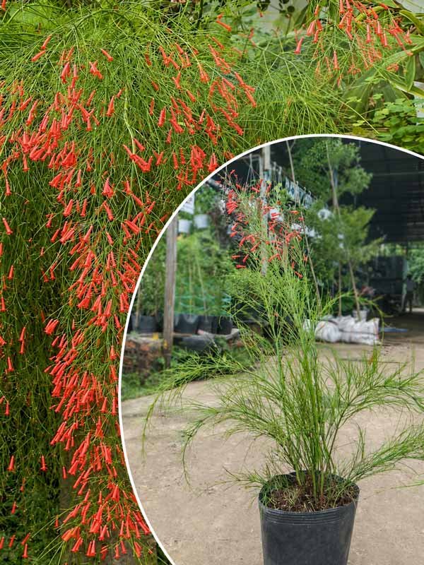 Cây Xác Pháo Rũ – Liễu Tường Hoa Đỏ