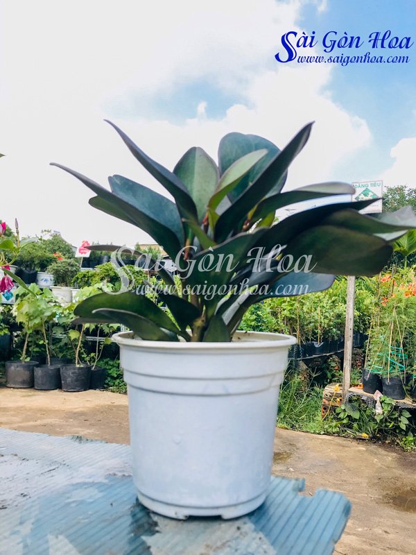 Cây Trường Sinh Tím