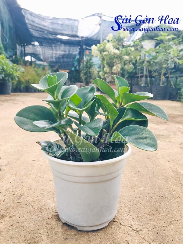 Cây Trường Sinh