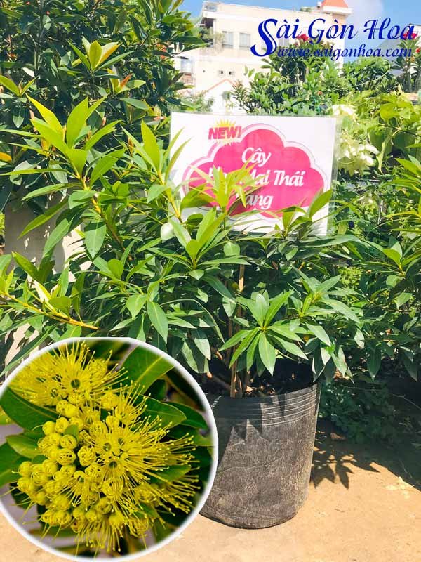 Cây Hoa Mai Thái Vàng