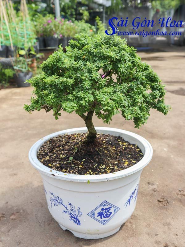 Chậu Cây Bonsai Linh Sam Lá Nhỏ