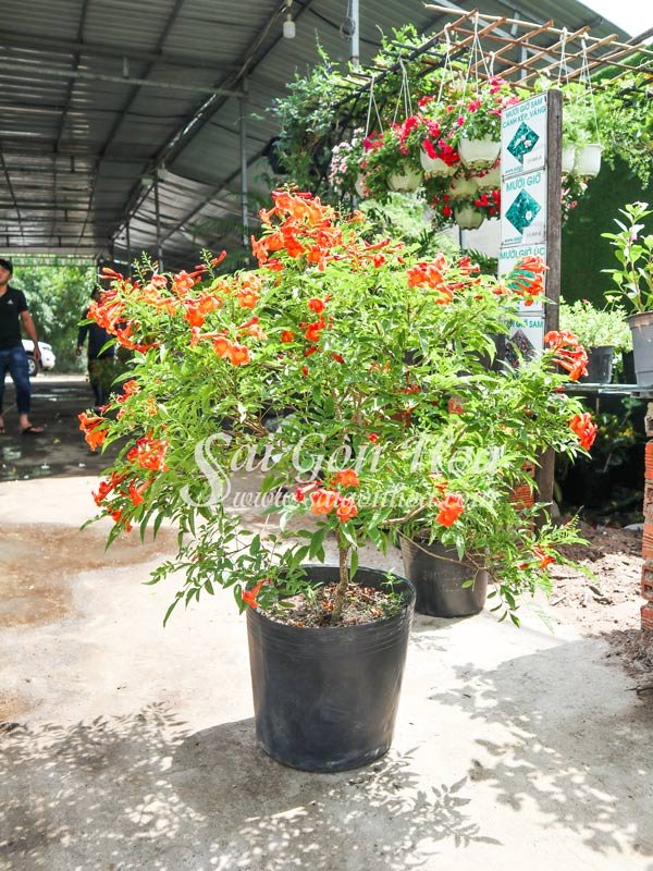 Cây Huỳnh Liên Cam Trồng Sân Vườn
