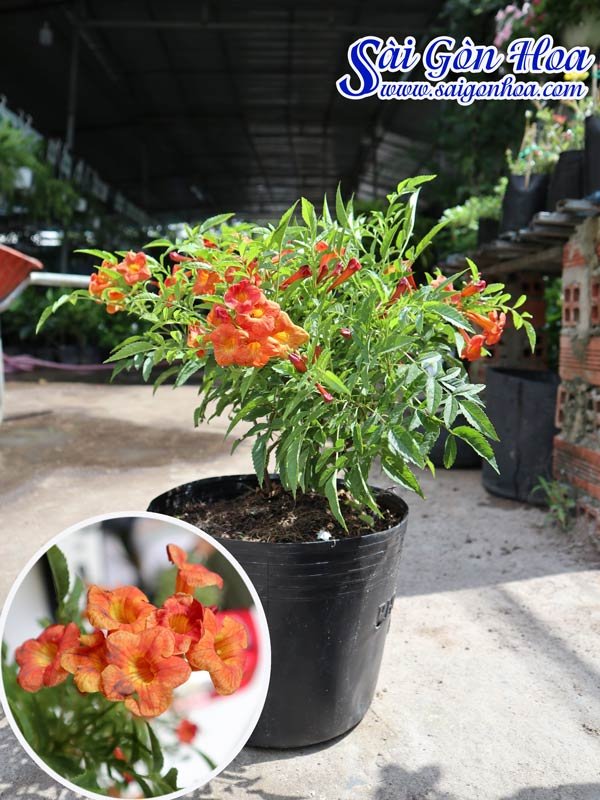 Cây Huỳnh Liên Cam