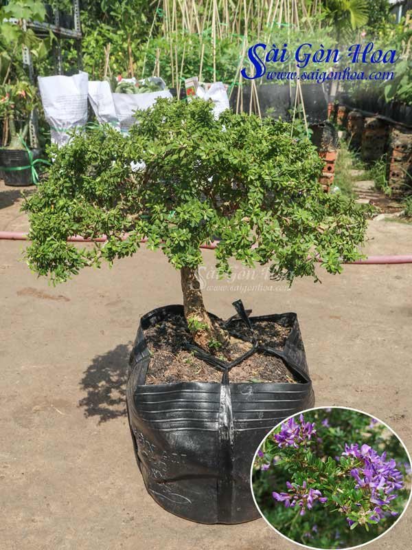 Cây Bonsai Linh Sam Lá Nhỏ – Linh Sam Gạo
